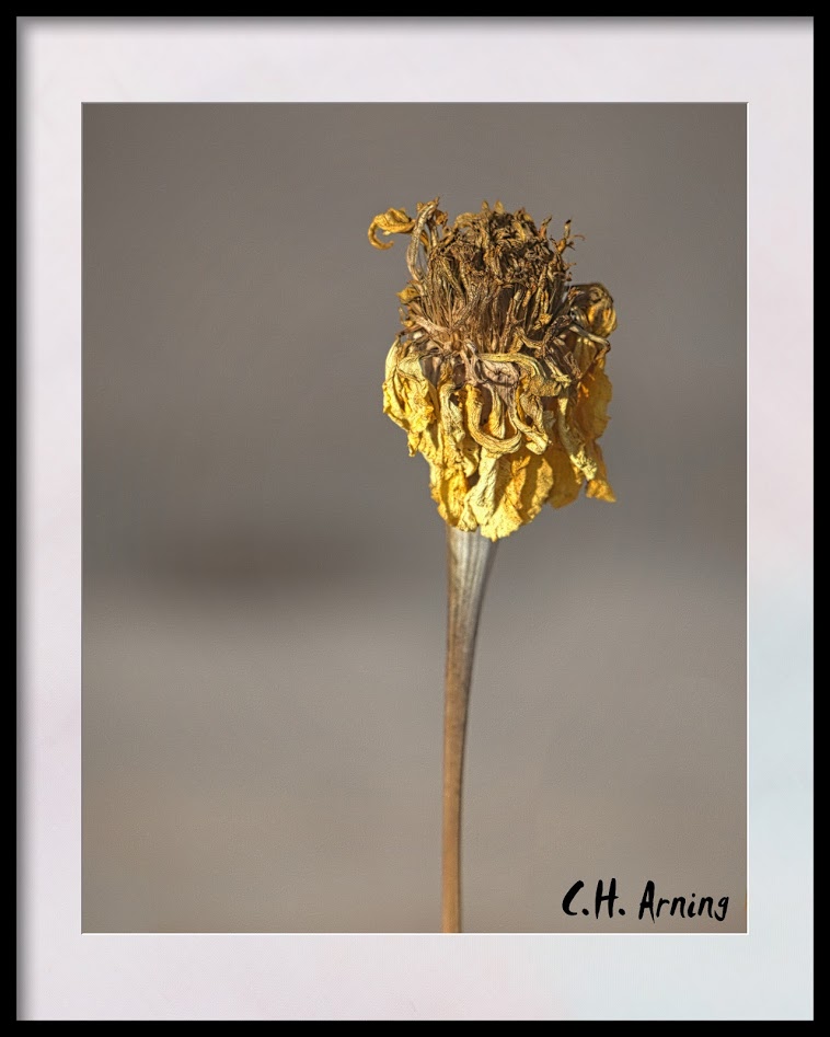 sun-dried