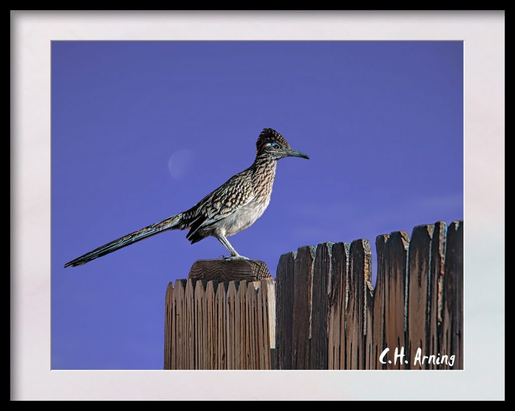 State Bird