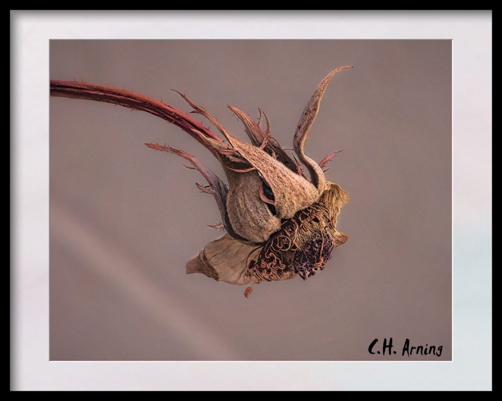 expired Rose