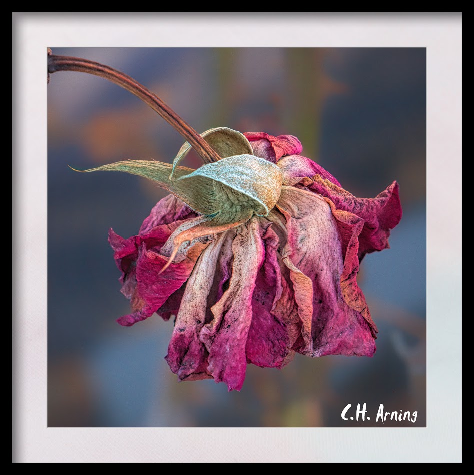 fading rose