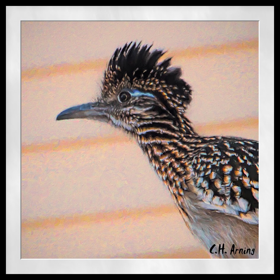 Roadrunner in profile
