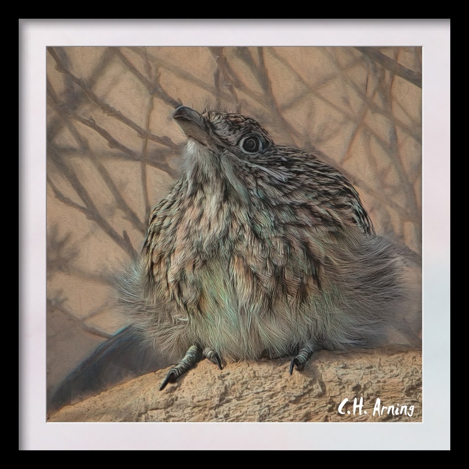 Roadrunner