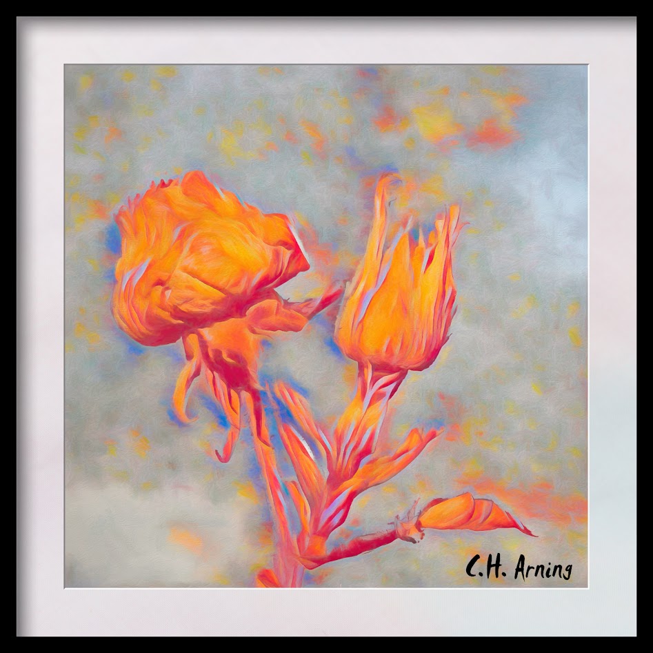 abstract roses