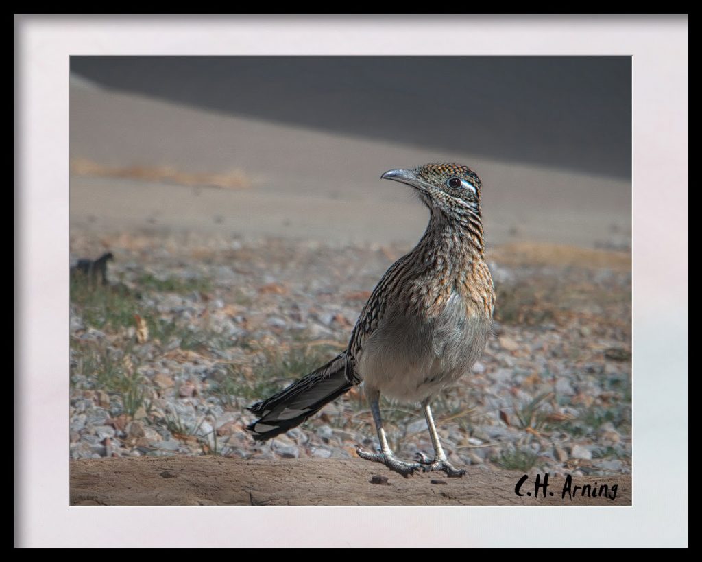 On Guard