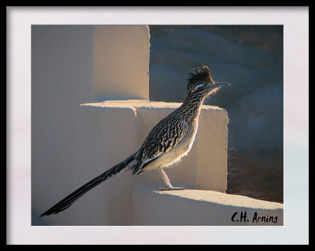 Another Roadrunner