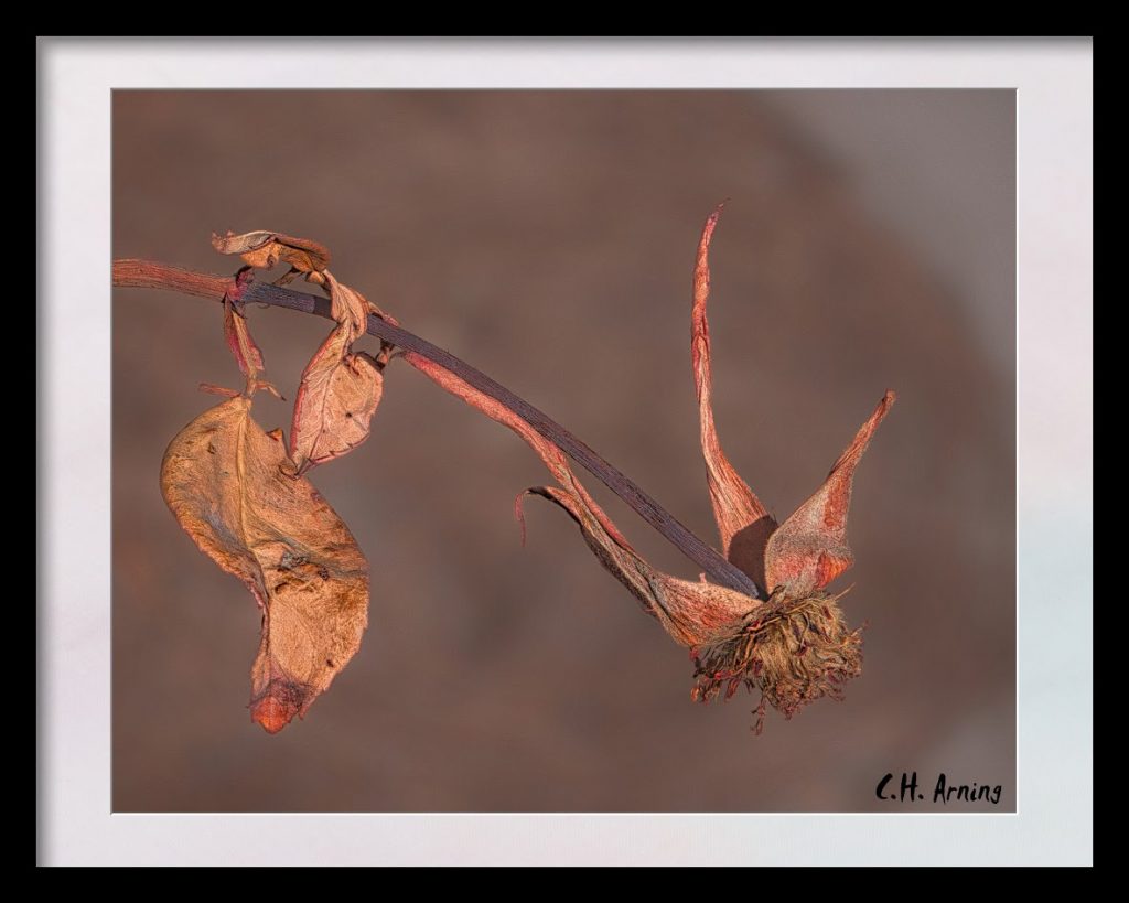 bygone rose