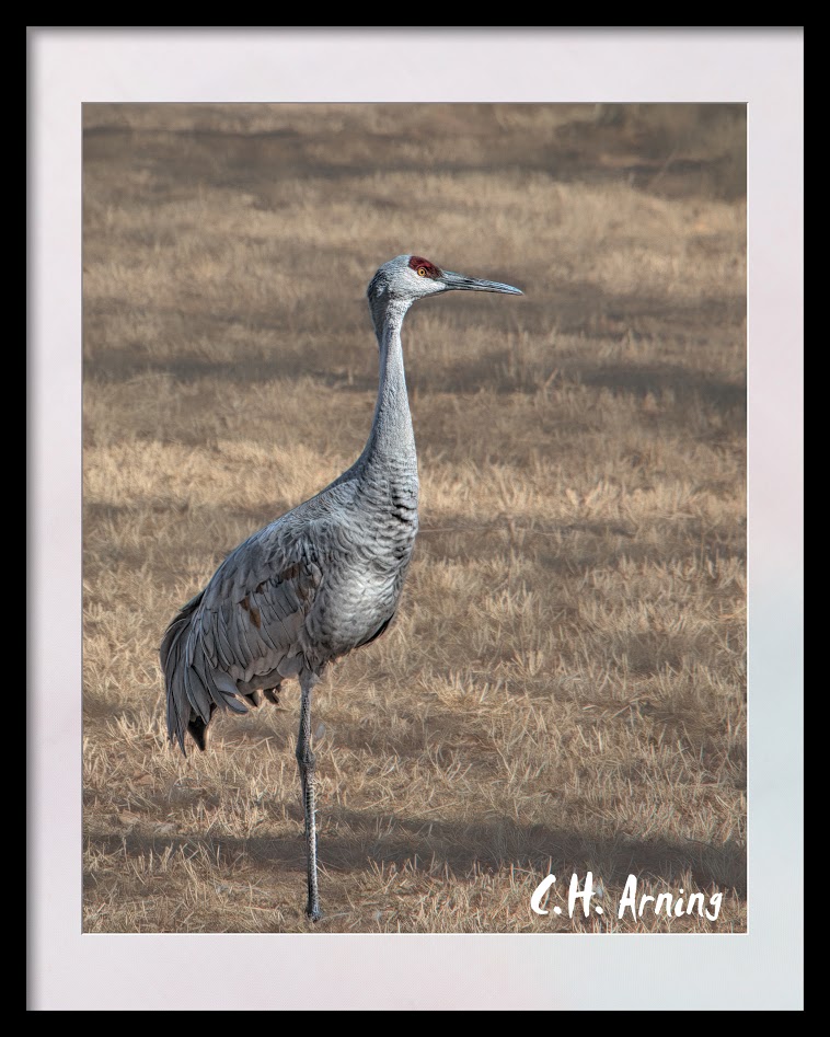 Sandhill crane
