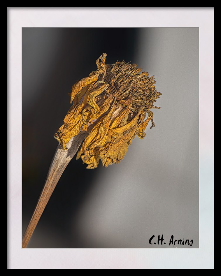 Dried Flower