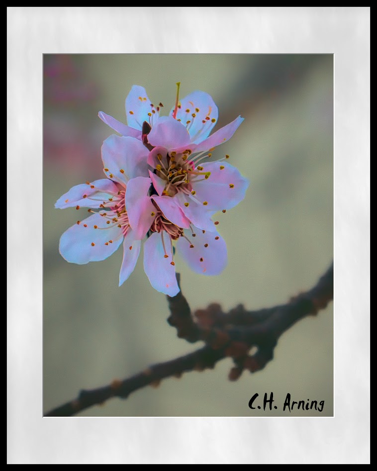 blossoms