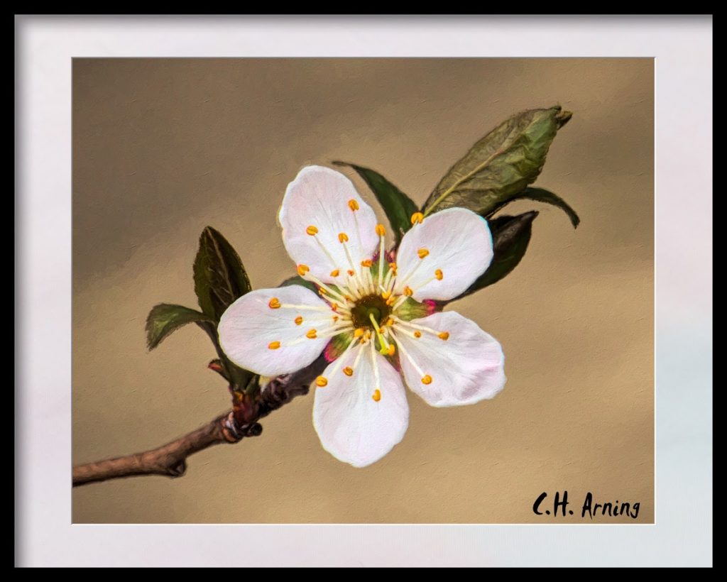 Spring