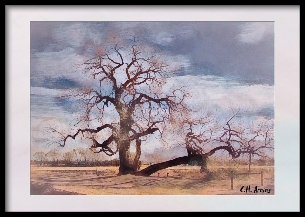 Cottonwood