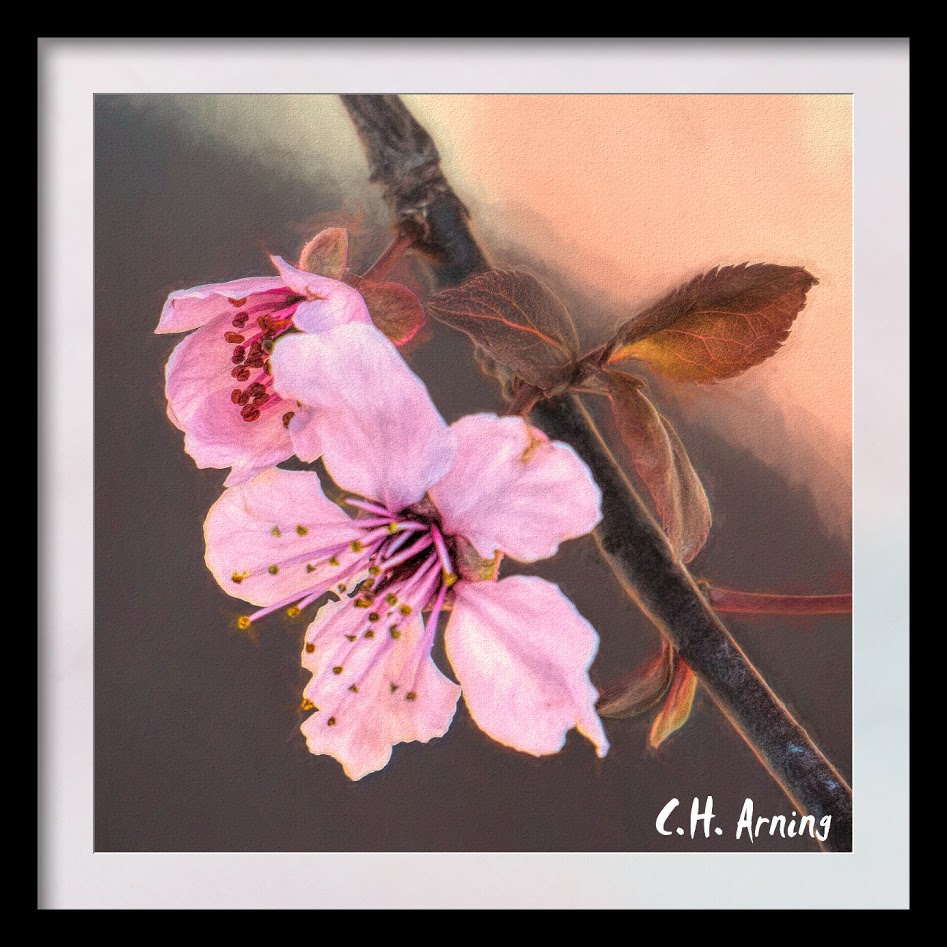 Trees in flower