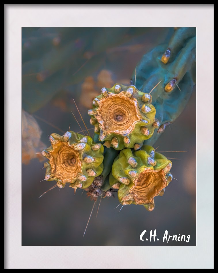 Cholla Buds