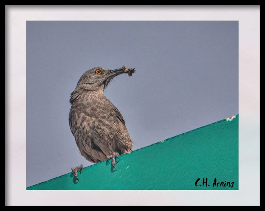 Same Bird