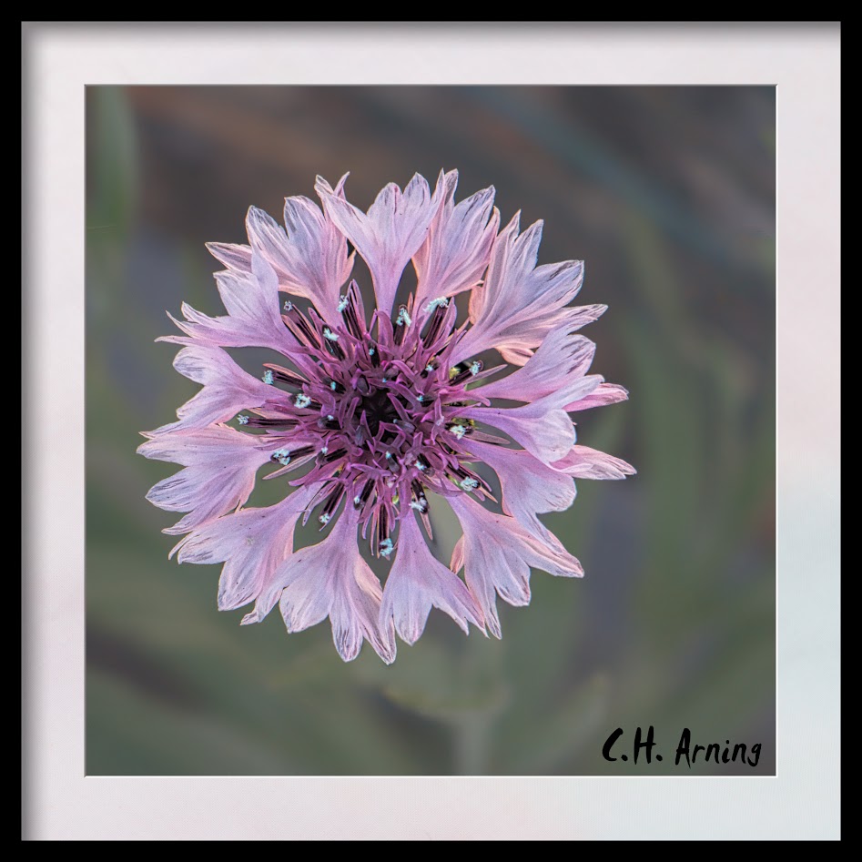Spring Flower