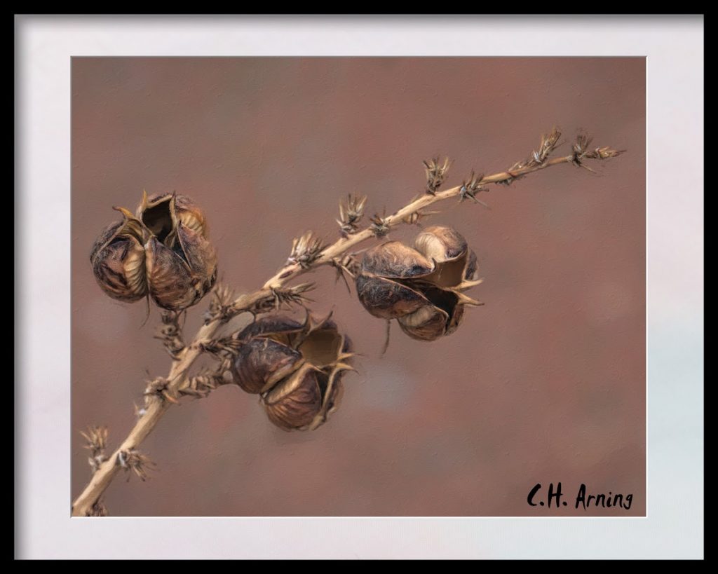 Yucca Pods