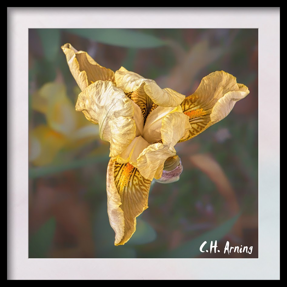 Iris