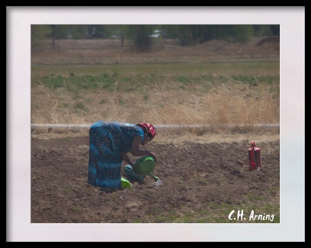 New Crops