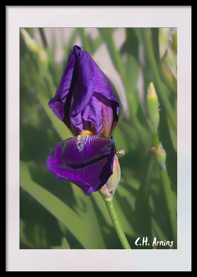 purple iris
