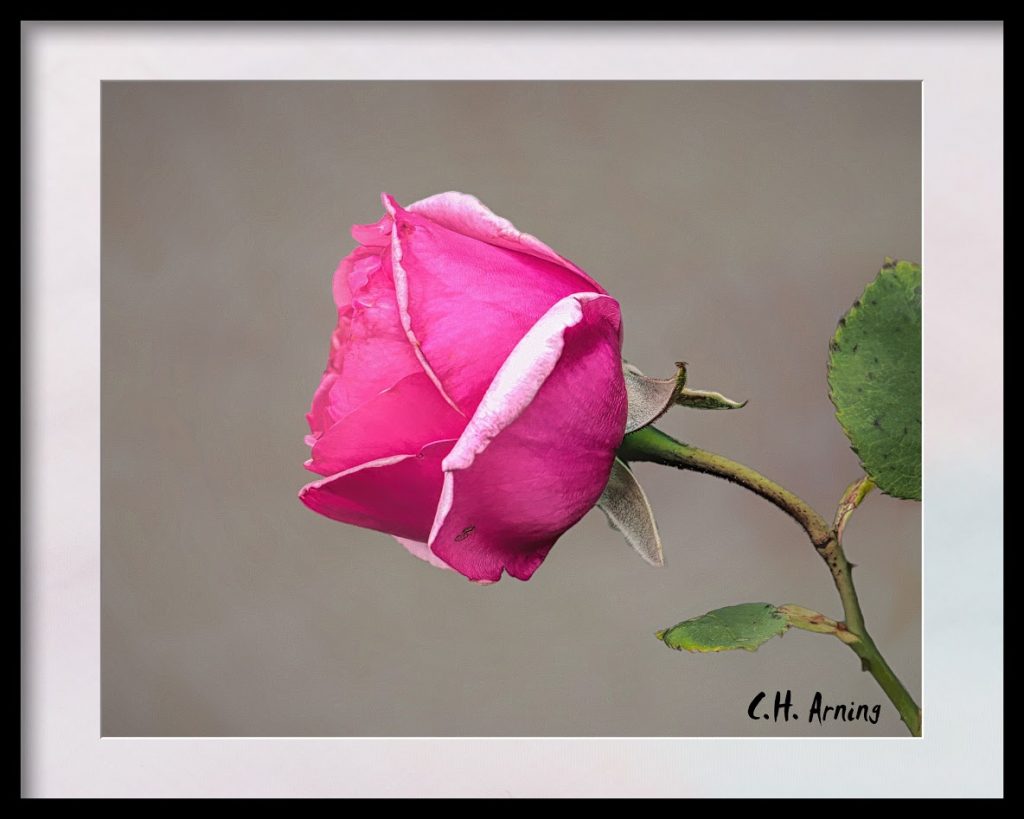First Rose