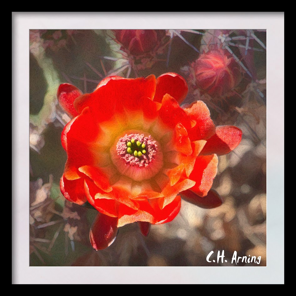 cactus flower