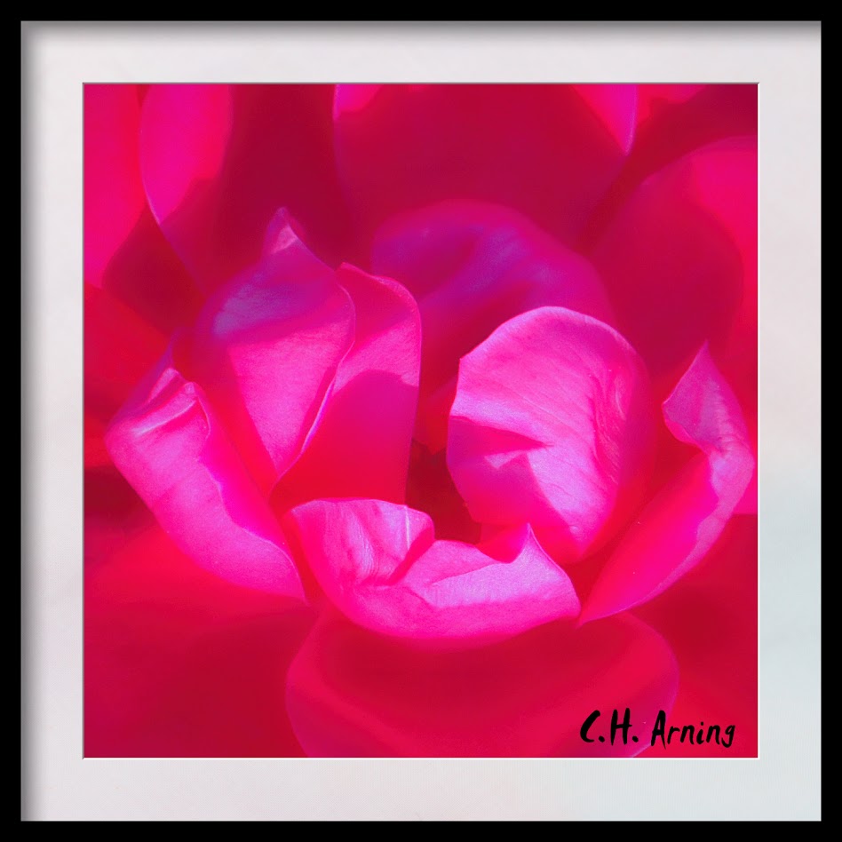 Spring Rose