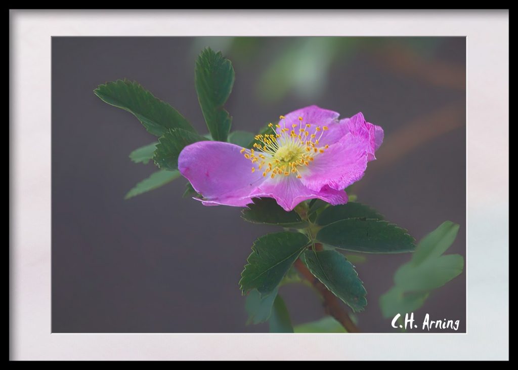 blossom