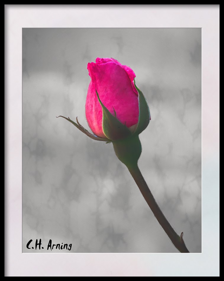 Rosebud