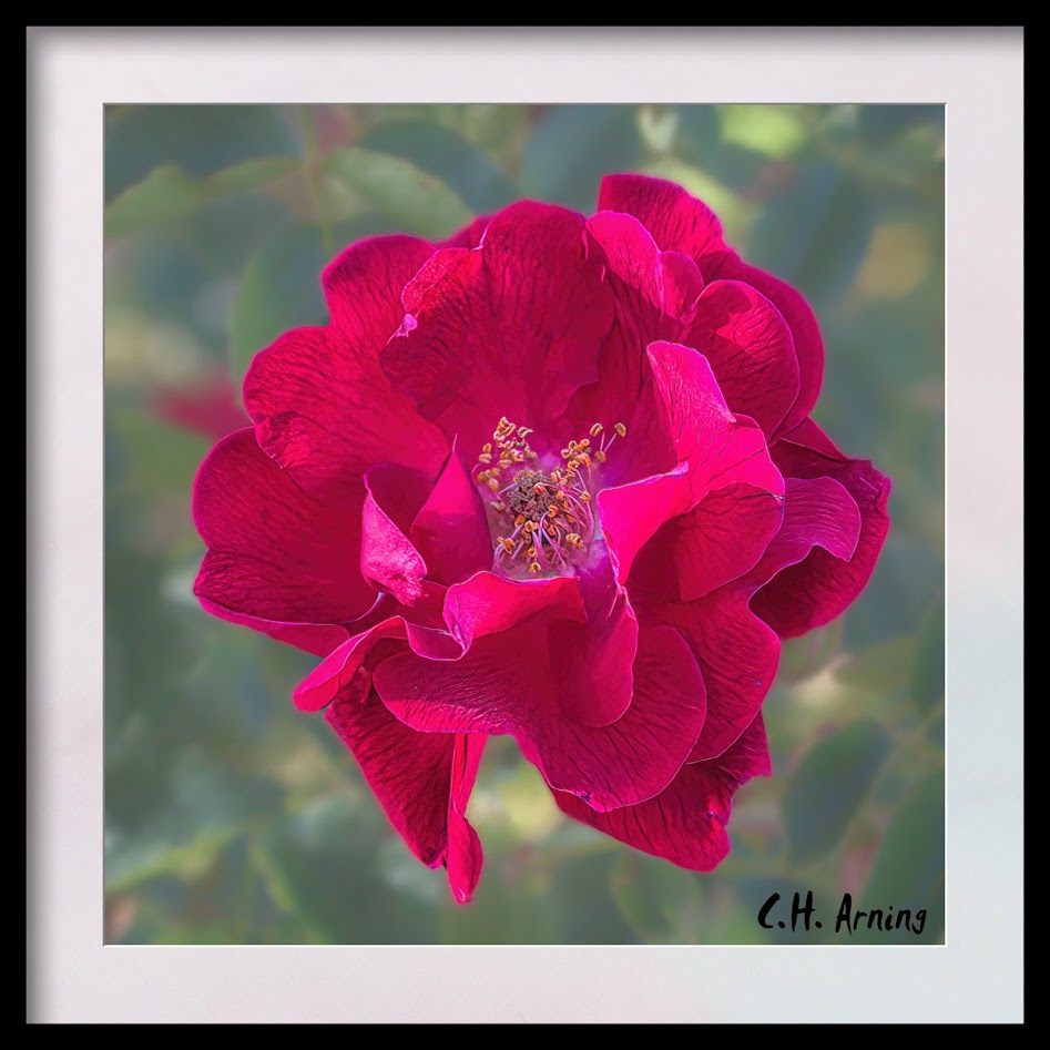 Another Rose
