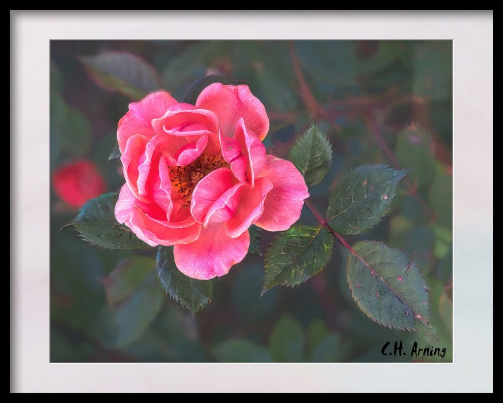 woody perennial