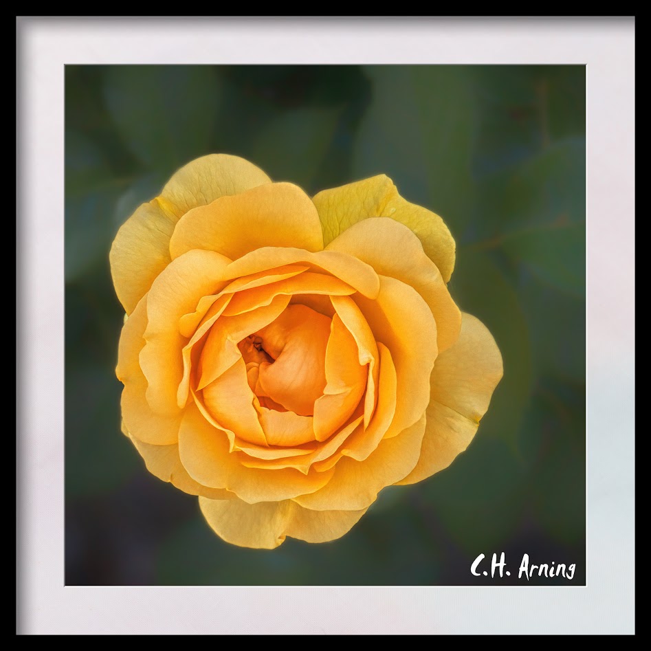 Yellow Rose