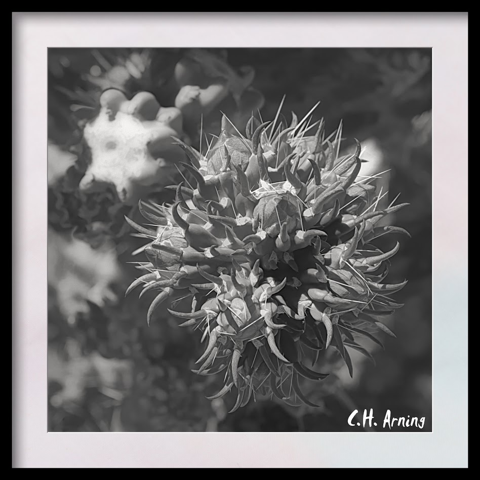 prickly pear