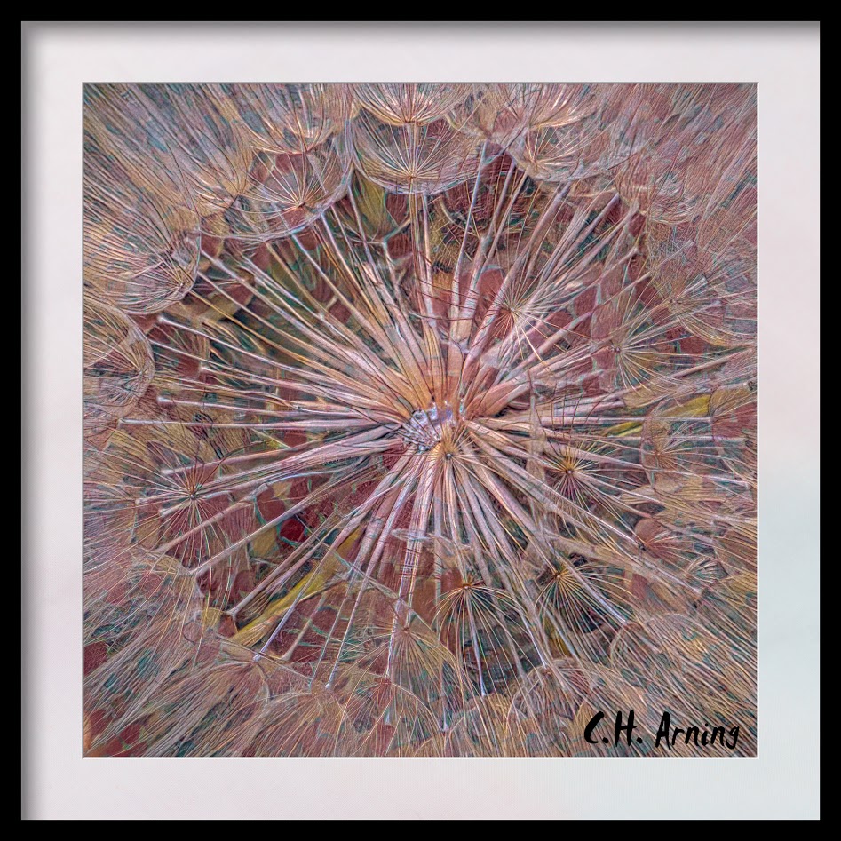 dandelion