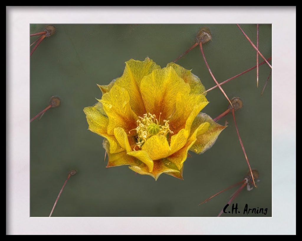 Cactus Flower