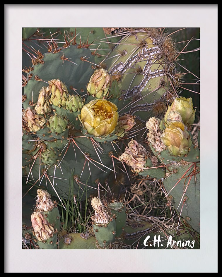 prickly pear