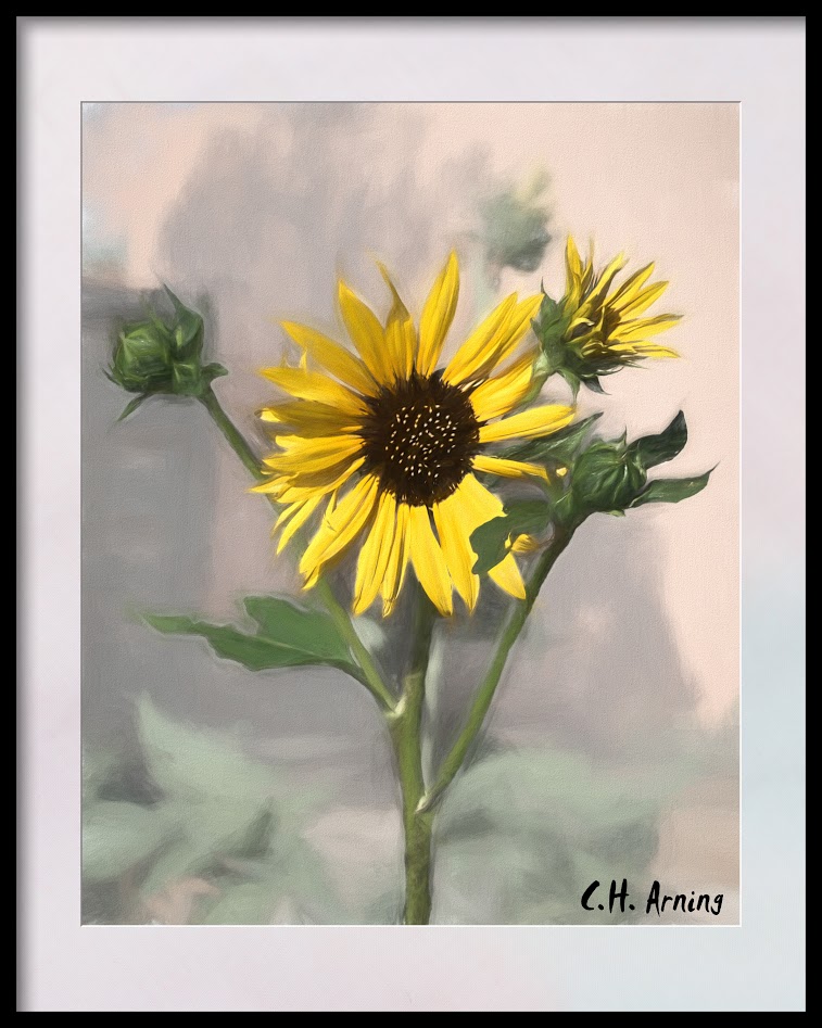 First Sunflower