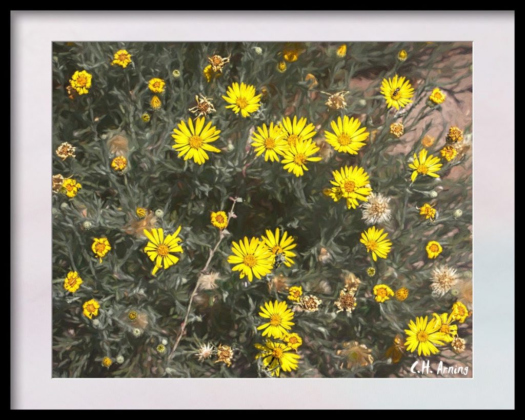 bush daisies