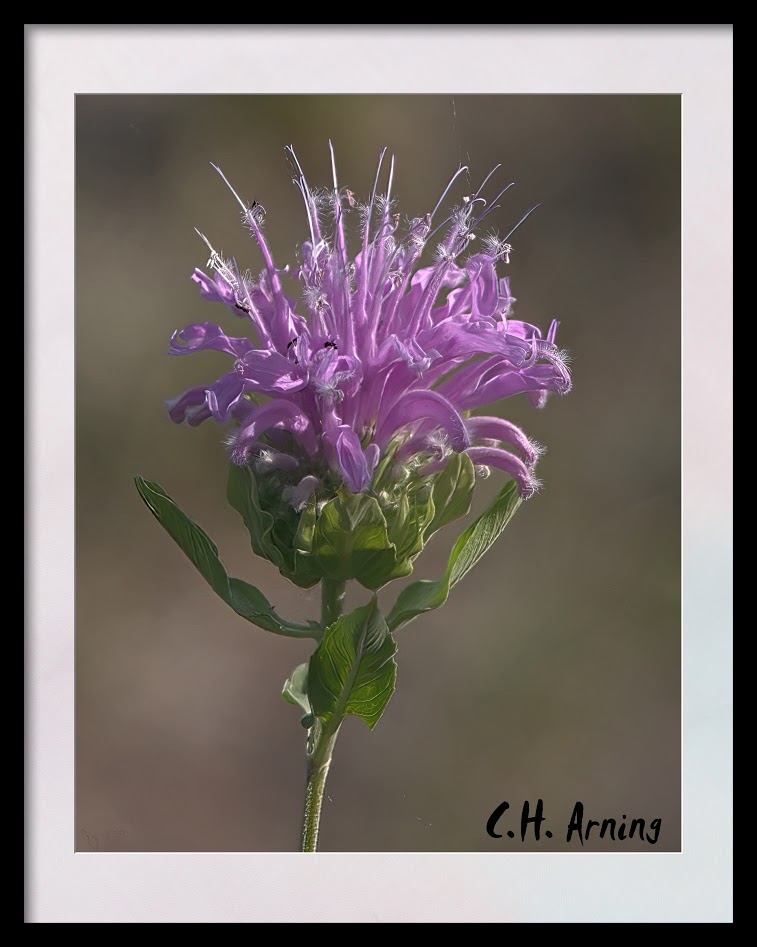 Small Flower With Ants