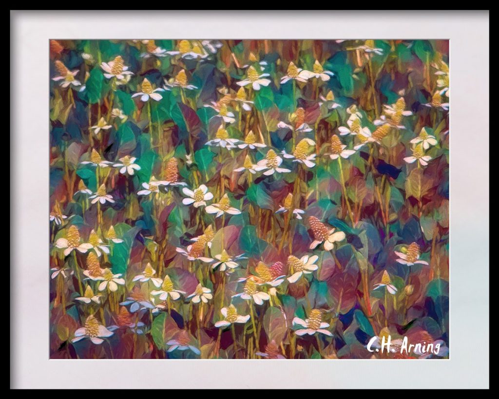 flower field