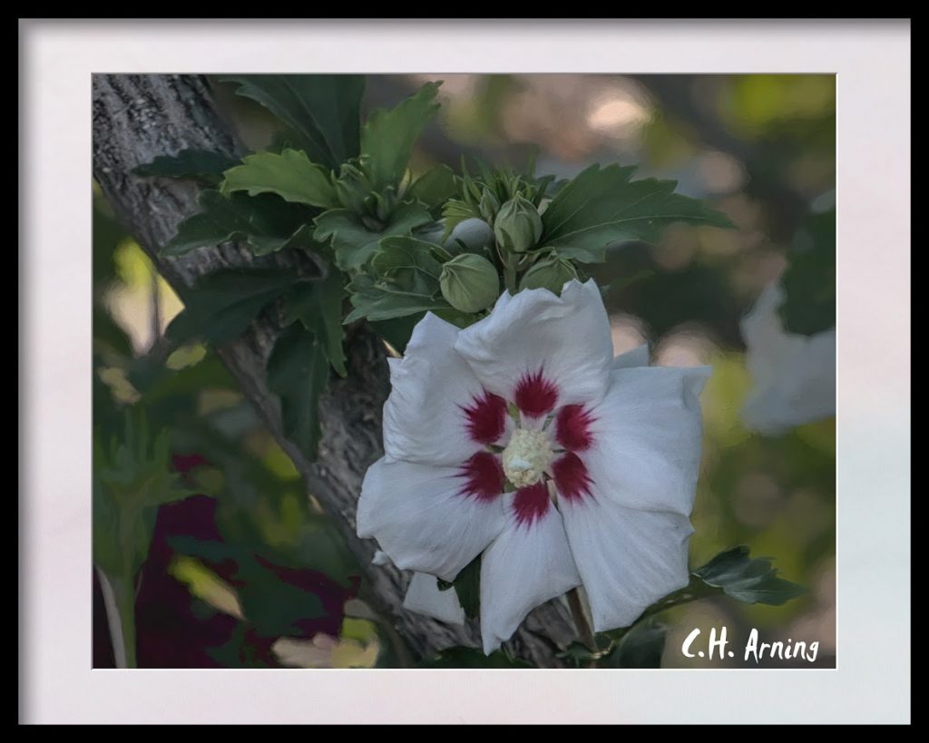 blossom