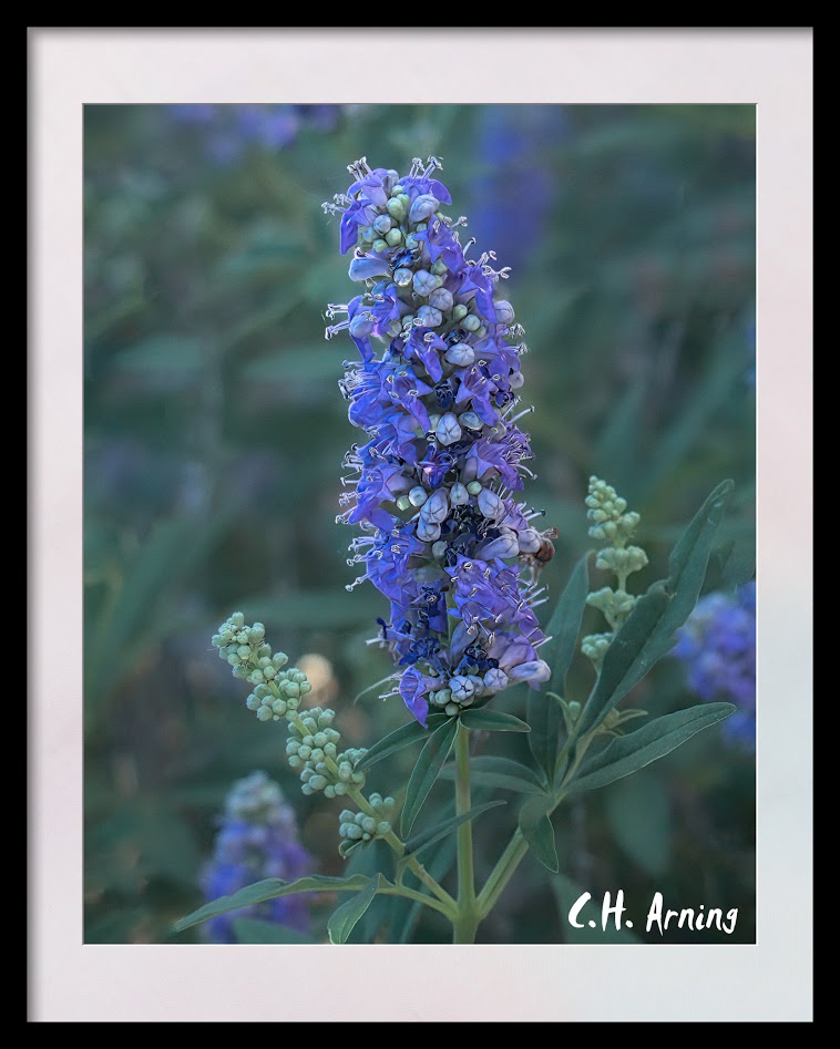 blue blossom