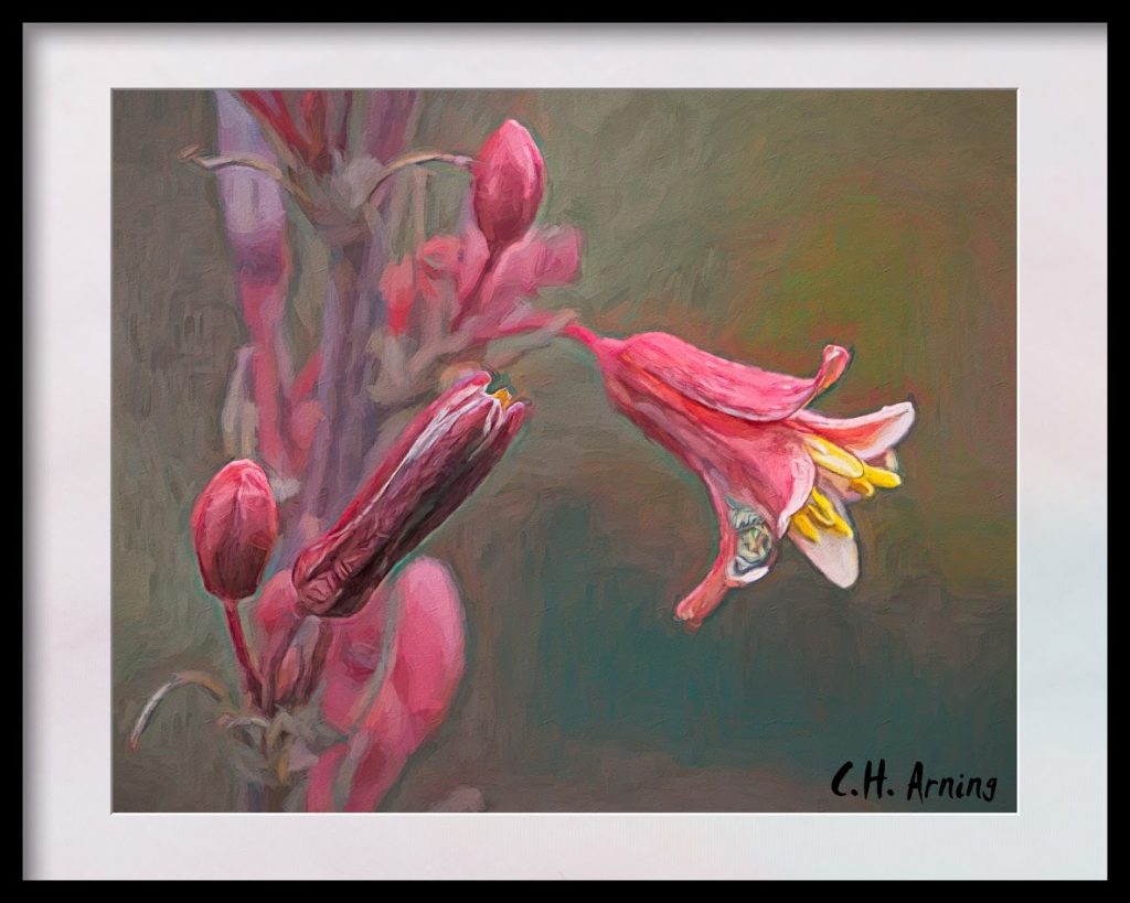 Red Hesperaloe