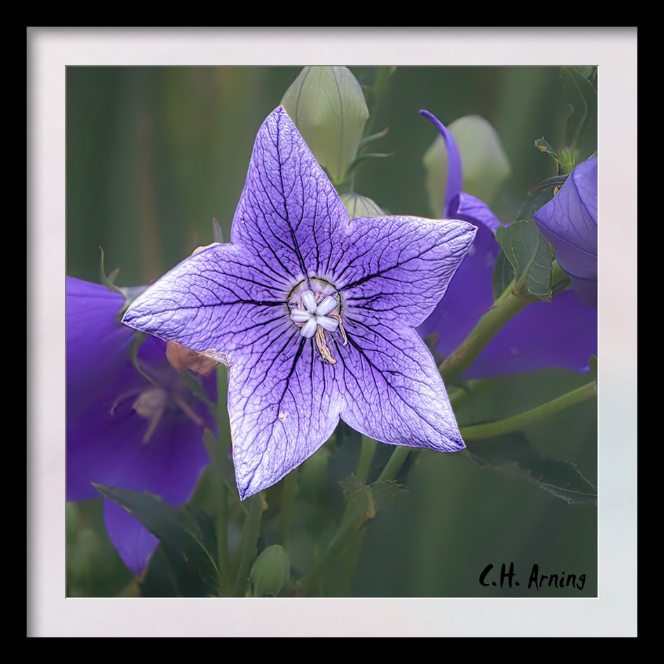 BlueStar