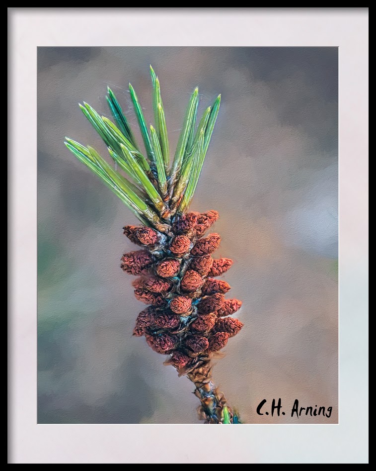 New Growth