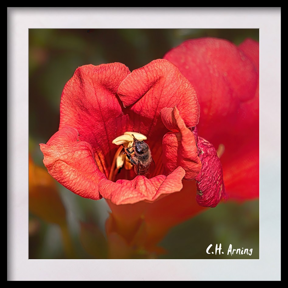 Working the Stamen