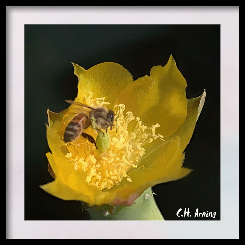 cactus flower