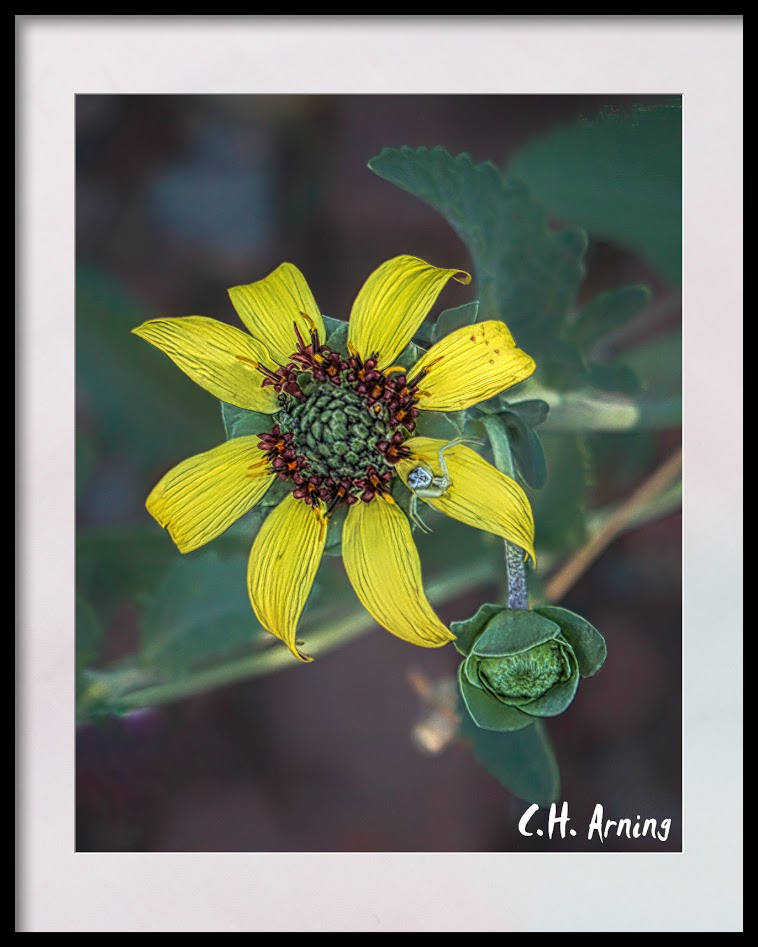 sunflower plus one