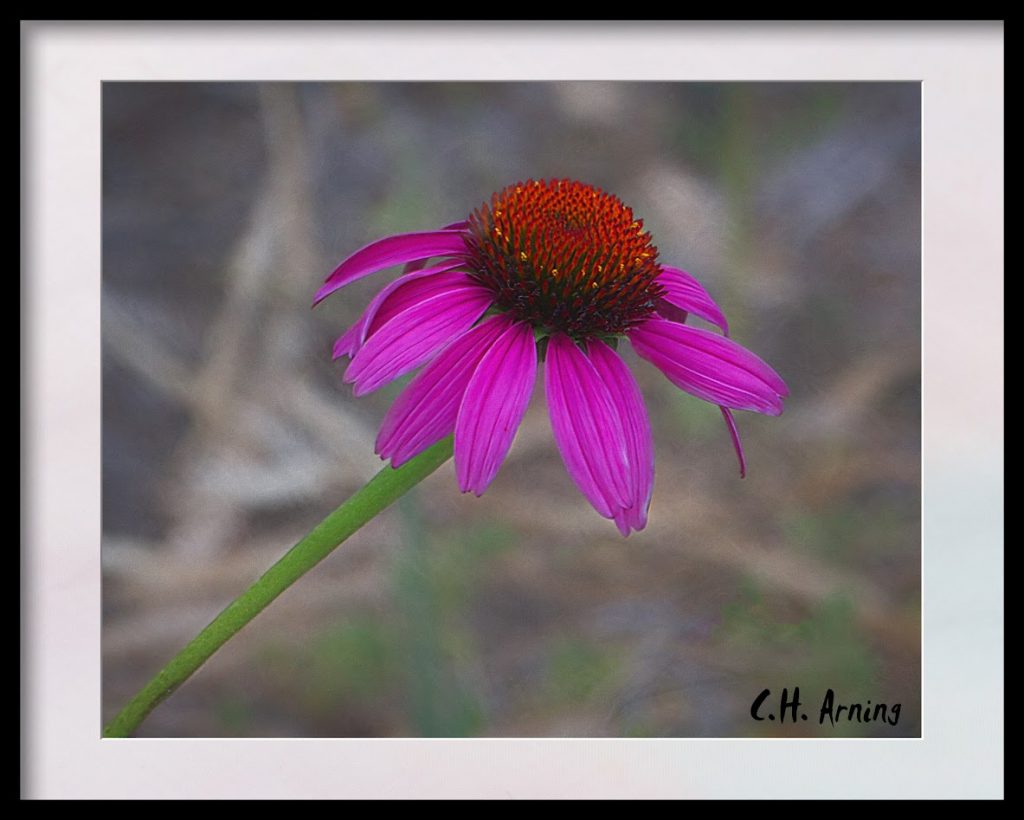 Evening Flower
