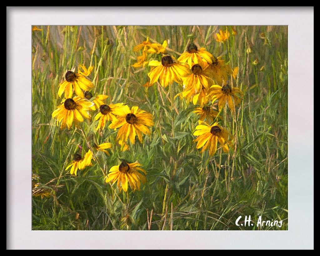 yard of sunflowers