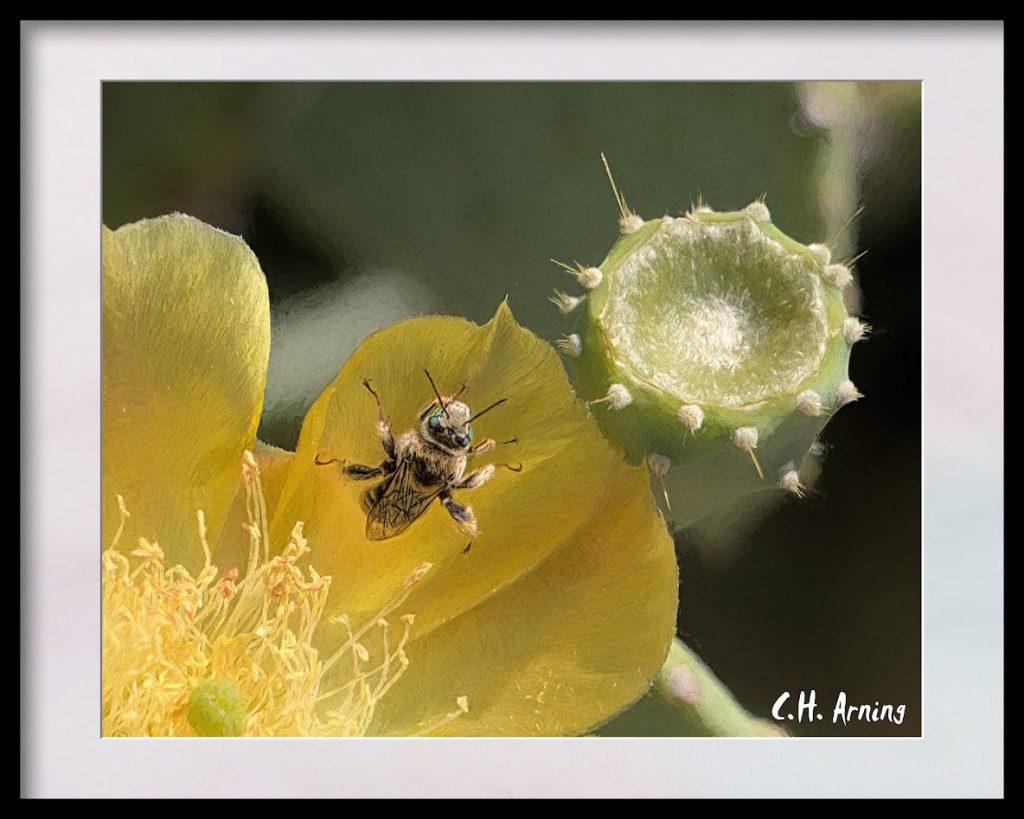 Cactus